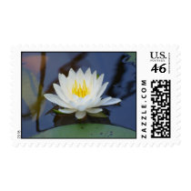August Waterlily Stamp stamps