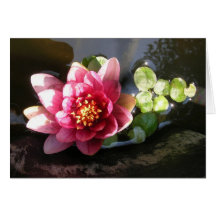August Waterlily Thank You Note Greeting Cards