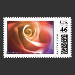 August Wedding Rose Postage Stamp