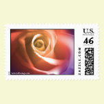August Wedding Rose Postage Stamp