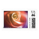 August Wedding Rose Postage Stamp by TDSwhite August Wedding Rose Postage Stamp