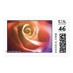 August Wedding Rose Postage Stamp
