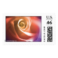 August Wedding Rose Postage Stamp stamp