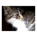 August Wild Kitten Prints