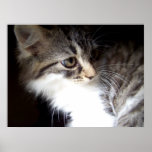 August Wild Kitten Prints