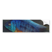 Auloncara bumper stickers