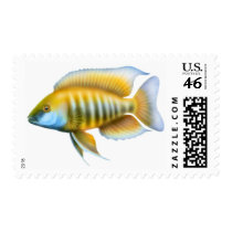 Aulonocara African Peacock Cichlid Postage postage