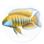 Aulonocara African Peacock Cichlid Round Sticker