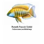 Aulonocara jacobfreibergi Cichlid Scoop Neck