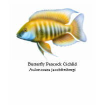 Aulonocara jacobfreibergi Cichlid Scoop Neck t-shirts