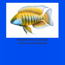 Aulonocara jacobfreibergi Cichlid Scoop Neck