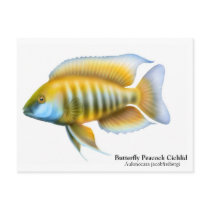 Aulonocara jacobfreibergi Postcard