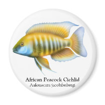 Aulonocara Peacock Cichlid magnets by twopurringcats Aulonocara Peacock Cichlid magnets