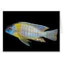 Aulonocara steveni card by Lisachromis Aulonocara steveni card