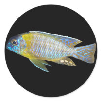 Aulonocara steveni male peacock sticker