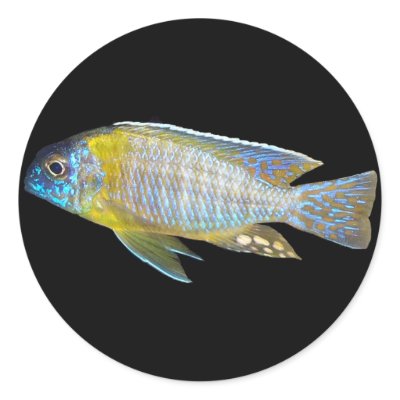 Aulonocara steveni male peacock sticker by Lisachromis