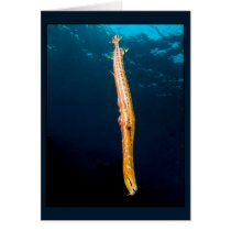 Aulostomus maculatus (Trumpetfish, brown) Greeting Cards