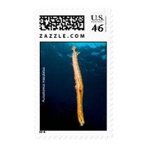 Aulostomus maculatus (Trumpetfish, brown) Postage