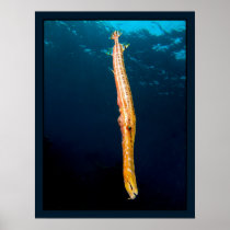 Aulostomus maculatus (Trumpetfish, brown) Posters