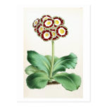 "Auricula" Vintage Flower Illustration Postcards