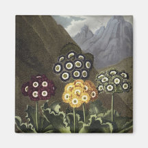 Auriculas from Dr John Robert Thornton's Fridge Magnets