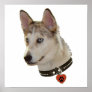 Ausky Dog Pawprint Heart