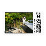 Aussie and Boat Anchor Postage Stamp