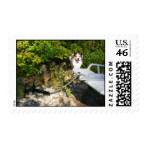 Aussie and Boat Anchor Postage Stamp