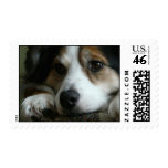 Aussie at Rest Postage Stamps