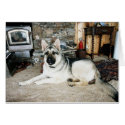 Aussie Full View/Fireplace cards by HeatherPendragon Aussie Full View/Fireplace cards