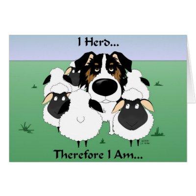 Aussie - I Herd Therefore I Am Card by NothinButtDogs
