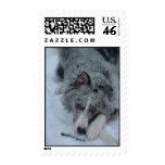 Aussie in Snow Postage Stamp