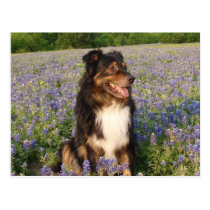 Aussie in the Bluebonnets postcards