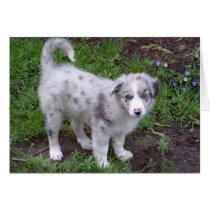 Aussie Puppy cards