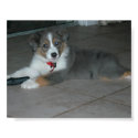 aussie puppy posters by dgator77 aussie puppy posters