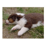 aussie puppy sleeping post card