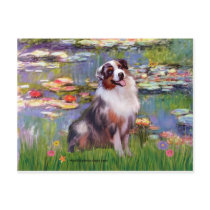 Aussie Shep 1 - Lilies #2 Post Cards