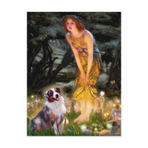 Aussie Shep 1 - MidEve Post Cards