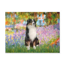 Aussie Shep 2 - Garden Post Cards