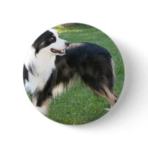Aussie Shepherd Button