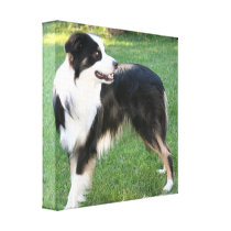 Aussie Shepherd  Canvas Print