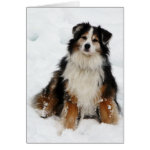 Aussie Shepherd Dog in Snow card