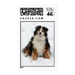 Aussie Shepherd Dog in Snow Postage Stamps