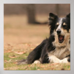 Aussie Shepherd Dog Poster
