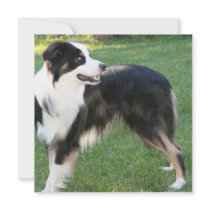 Aussie Shepherd  Invitations