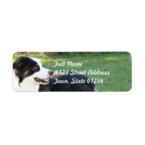 Aussie Shepherd  Mailing Labels
