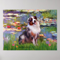 Aussie Shepherd (merle) - Liles #2 Posters