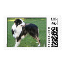 Aussie Shepherd  Postage Stamp