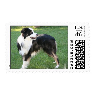 Aussie Shepherd  Postage Stamp by DogPoundGifts
