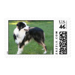 Aussie Shepherd  Postage Stamp